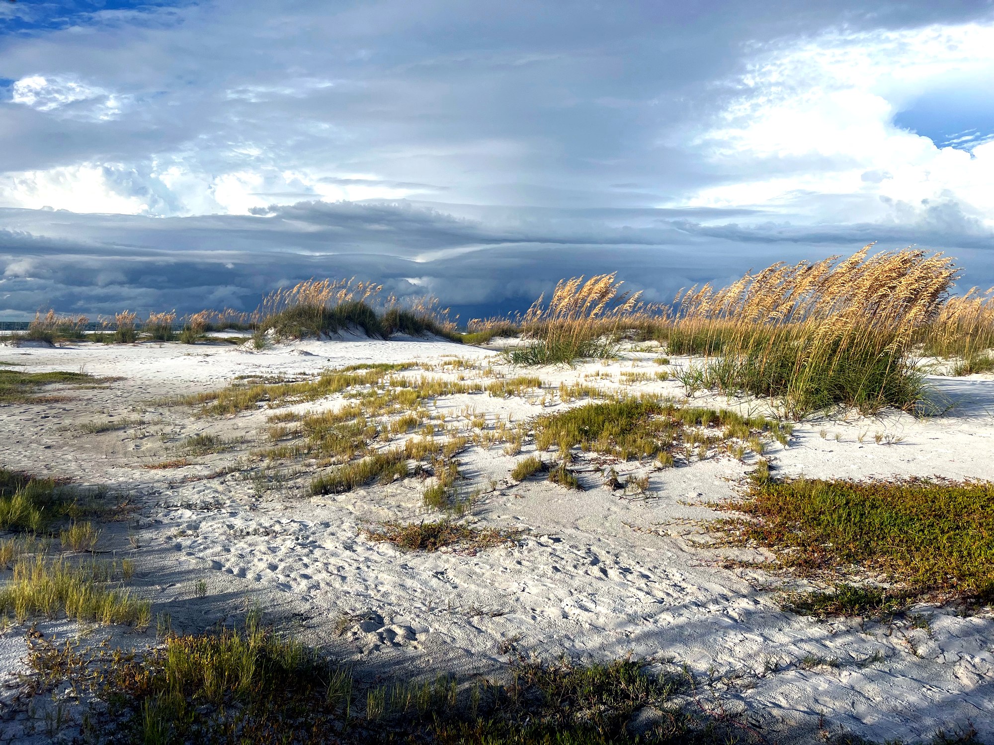 Golden sea oats blowing in the wind on a white sand dune, with dramatic storm clouds over the water behind